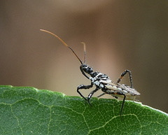 Sphedanolestes
