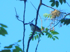 Sporophila lineola