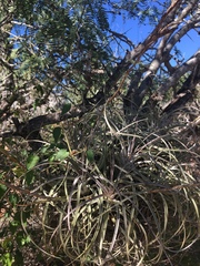 Tillandsia exserta
