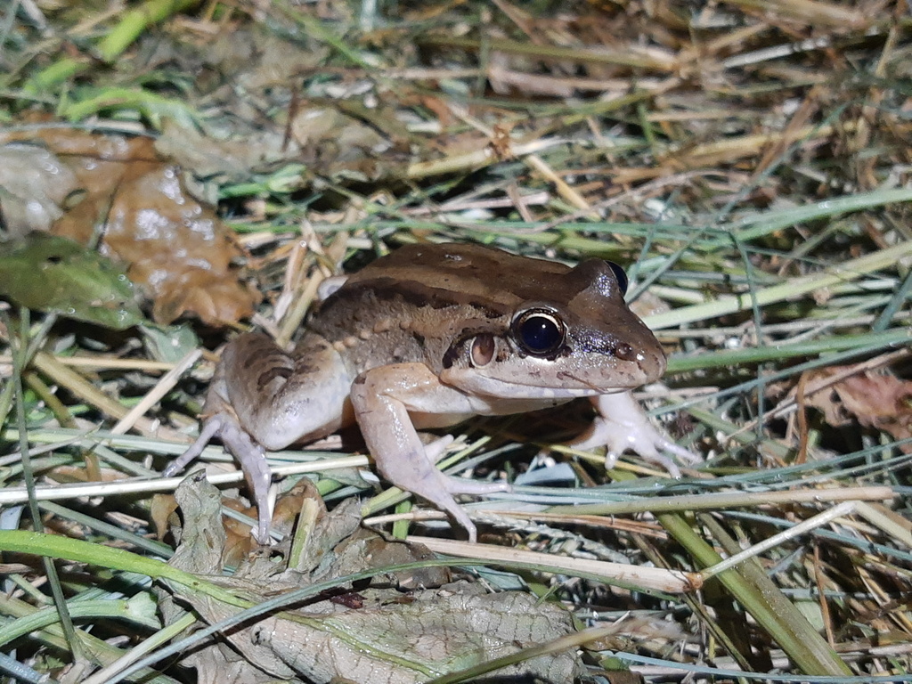 San Miguel Island Frog