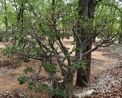 Adenium multiflorum