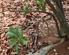 Adenium multiflorum