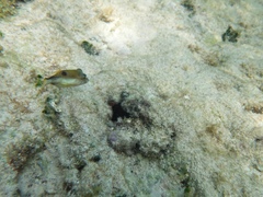 Canthigaster rostrata