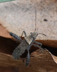 Heegeria tangirica