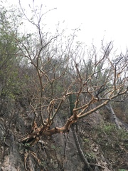 Bursera grandifolia