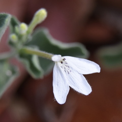 Rhinacanthus xerophilus
