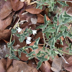 Rhinacanthus xerophilus