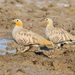 Spotted Sandgrouse - Photo (c) Avinash Bhagat, some rights reserved (CC BY-NC), uploaded by Avinash Bhagat