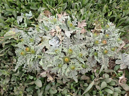 Image of Cirsium quercetorum by (c) Larry Jensen, some rights reserved (CC BY)