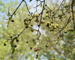 Salvadora