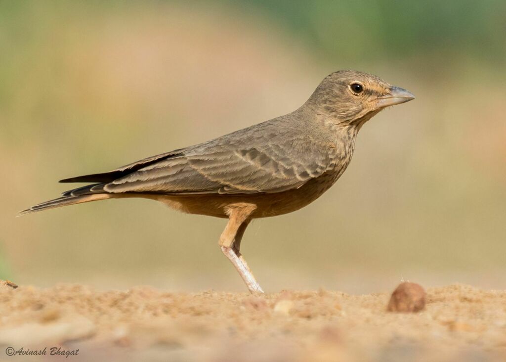 Rufous-tailed Lark (Ammomanes phoenicura) photo
