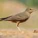 Rufous-tailed Lark - Photo (c) Avinash Bhagat, some rights reserved (CC BY-NC), uploaded by Avinash Bhagat