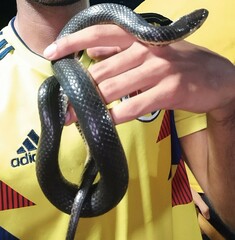 Daniel's Keelback photo 5