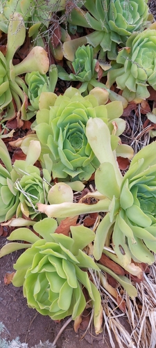 Aeonium canariense subsp. canariense image