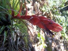 Tillandsia macdougallii