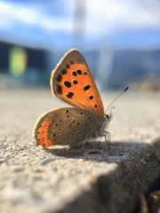 Lycaena phlaeas daimio