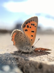 Lycaena phlaeas daimio