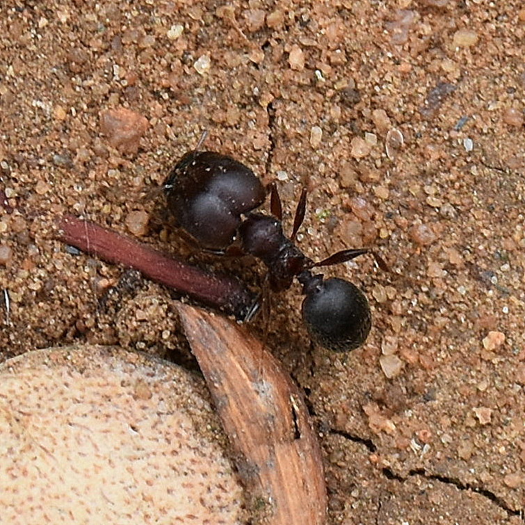 Pheidole kohli