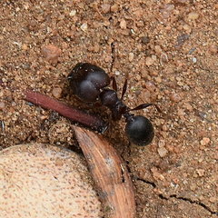 Pheidole kohli
