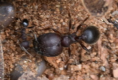 Pheidole kohli
