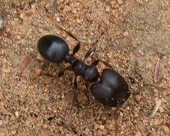 Pheidole kohli