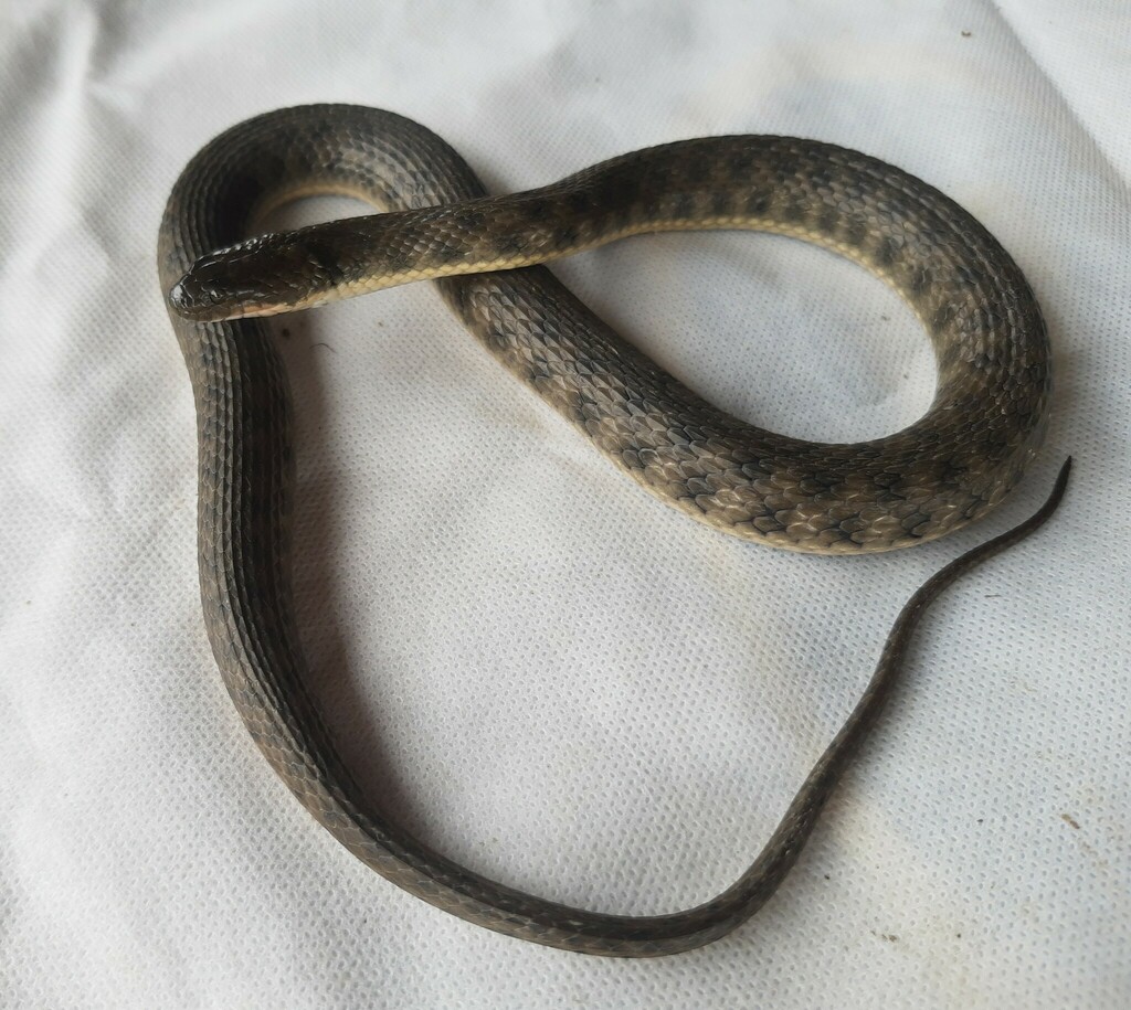 Daniel's Keelback