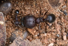 Pheidole kohli