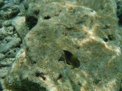 Stegastes leucostictus