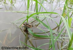 Daniel's Keelback photo 3
