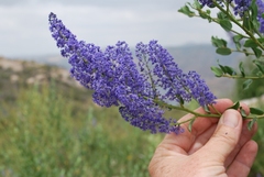 Ceanothus cyaneus