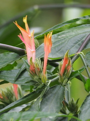 Clinacanthus nutans