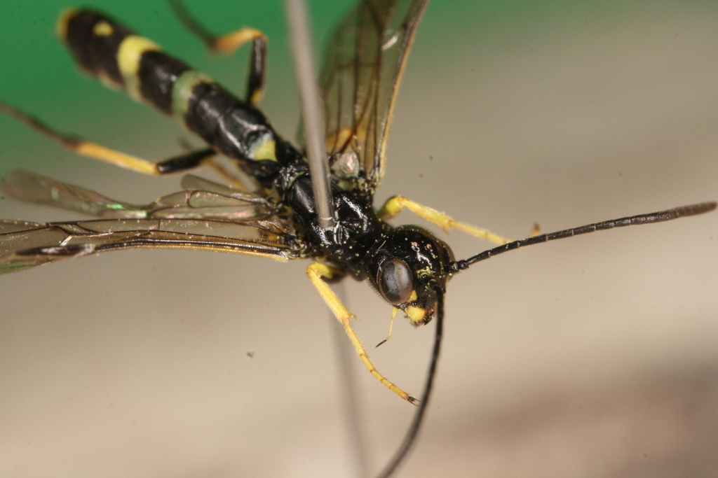 Angled Stem-sawfly