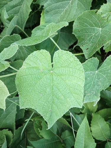 Image of Vitis cinerea by no rights reserved