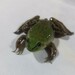 Paradoxical Swimming Frog - Photo (c) Felipe Barrera Ocampo, some rights reserved (CC BY-NC), uploaded by Felipe Barrera Ocampo