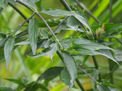 Clinacanthus nutans