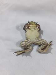 Swimming Frog photo 5