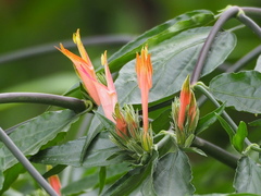 Clinacanthus nutans