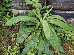 Sonchus lingianus