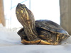 Colombian Slider - Photo (c) Felipe Barrera Ocampo, some rights reserved (CC BY-NC), uploaded by Felipe Barrera Ocampo