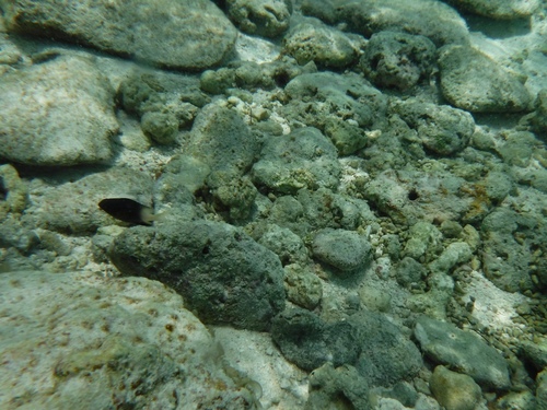 Stegastes partitus