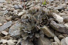 Ranunculus crithmifolius