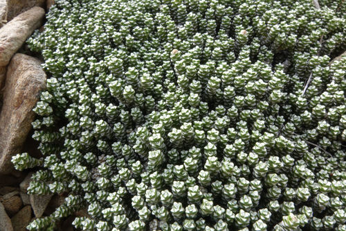Raoulia petriensis, photograph 6