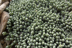 Raoulia petriensis, photograph (c) John Barkla, some rights reserved (CC BY)