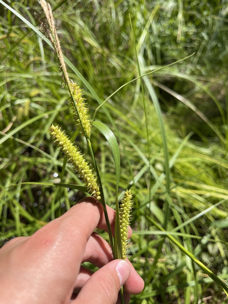 Northwest Territory sedge from S Highway 97, Bend, OR, US on July 6