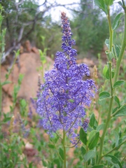 Ceanothus cyaneus