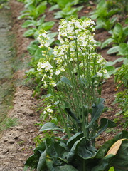 Brassica oleracea albiflora