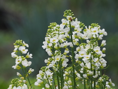 Brassica oleracea albiflora