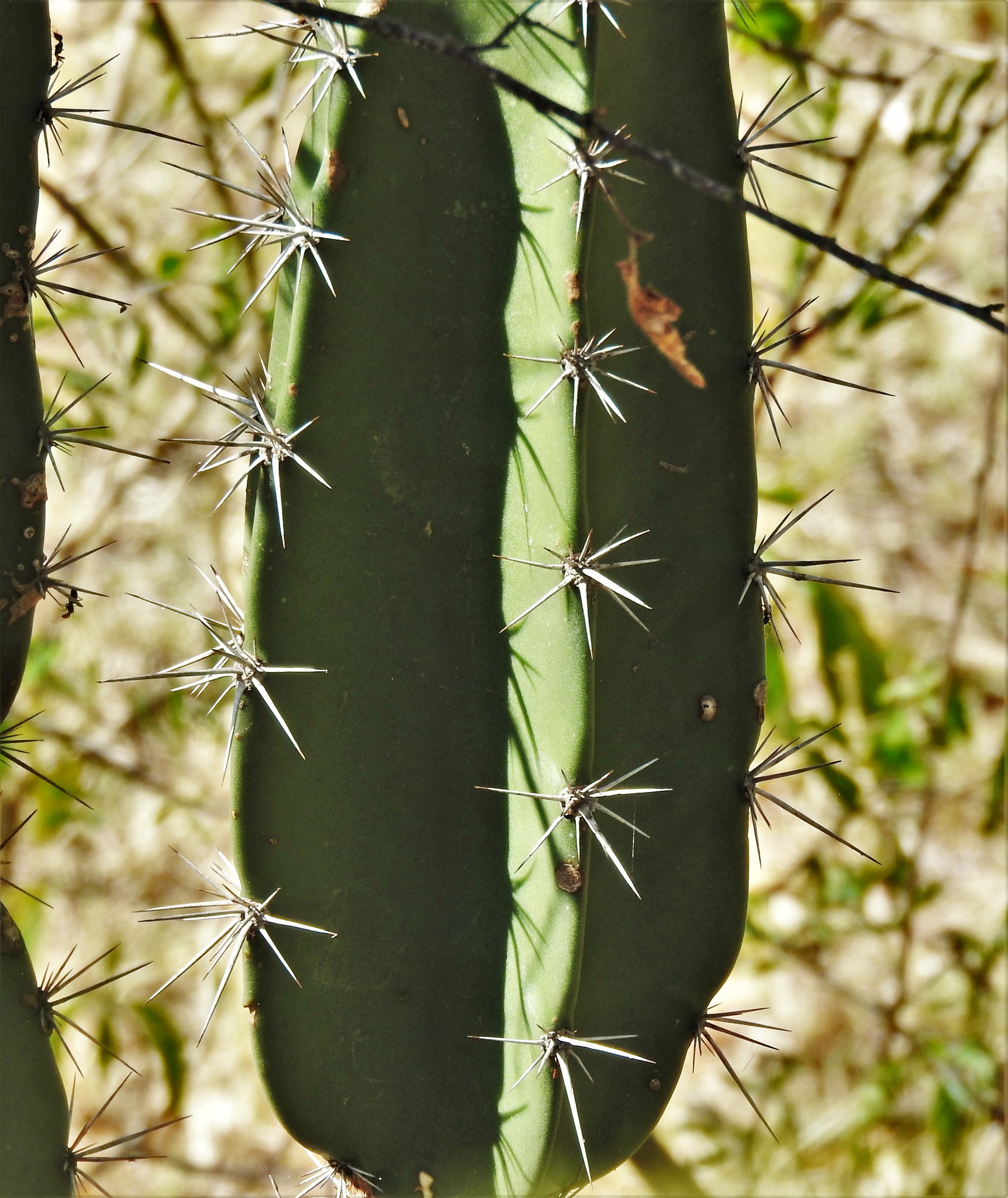 Stenocereus humilis