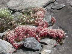 Sedum smallii