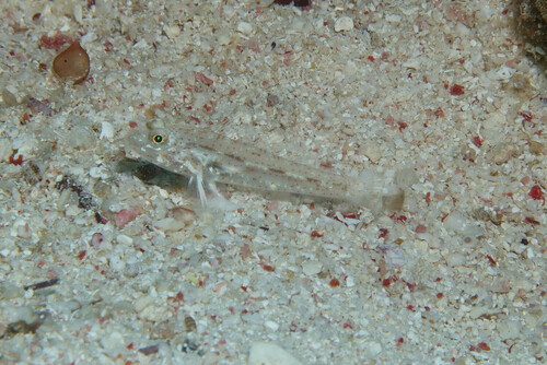 Fusigobius humerosus observed 2023-05-22